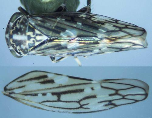 Réf. 115 192 : Idiocerus sp.