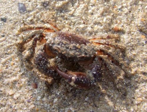 Pilumnus hirtellus