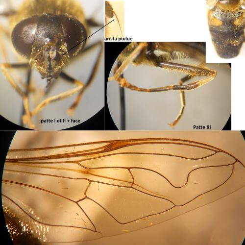 Eristalis pertinax