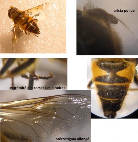 Réf. 115 650 : Eristalis similis