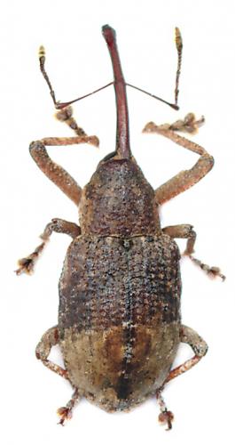 Réf. 115 552 : Aporotaxus kanalensis
