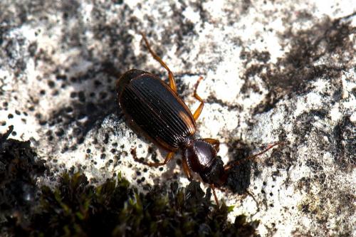 Cymindis axillaris