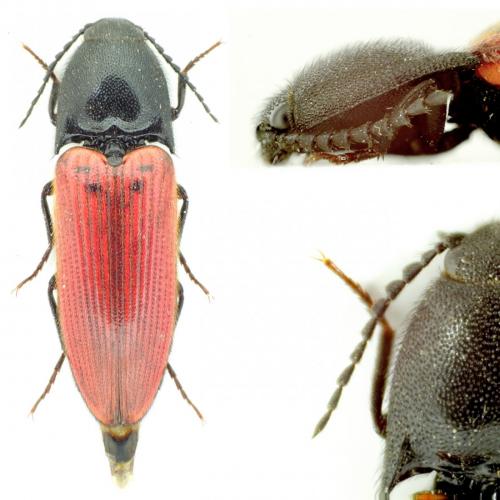 Ampedus sanguineus