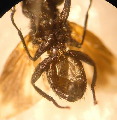 Phasia sp.