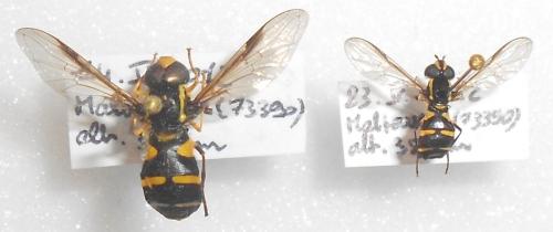 Philhelius sp.