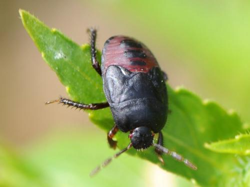 Réf. 115 896 : Cydnus aterrimus