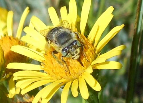 Réf. 115 651 : Anthophora bimaculata