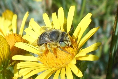 Réf. 115 649 : Anthophora bimaculata
