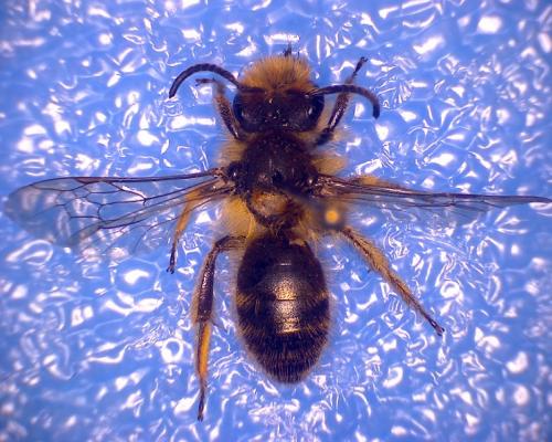 Andrena nigroolivacea
