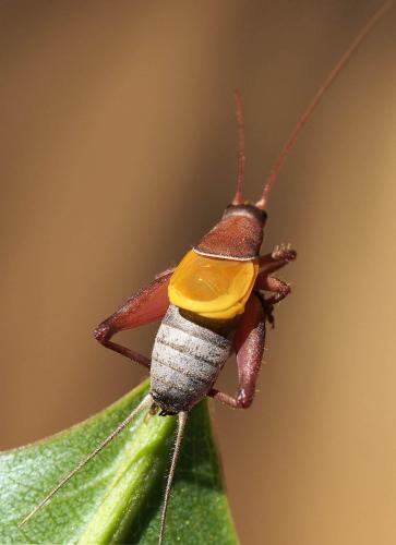Réf. 115 242 : Ornebius luteicornis