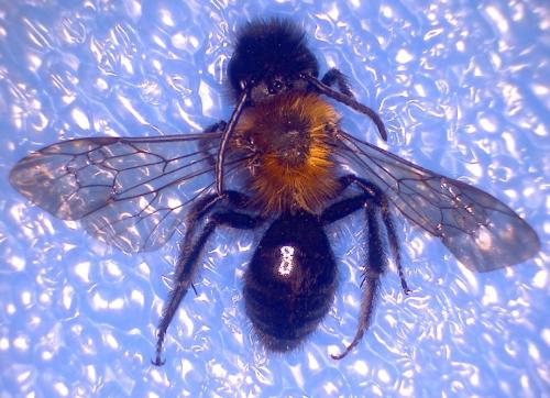 Andrena thoracica