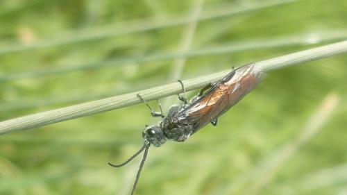 Dolerus triplicatus
