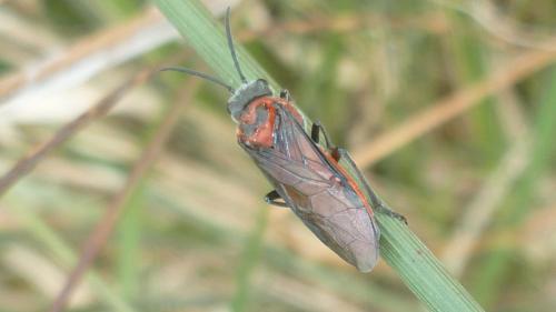 Dolerus triplicatus