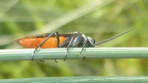 Dolerus triplicatus