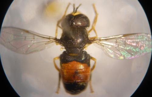 Réf. 115 806 : Paragus bicolor