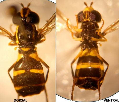Philhelius sp.