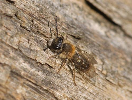 Andrena sp.