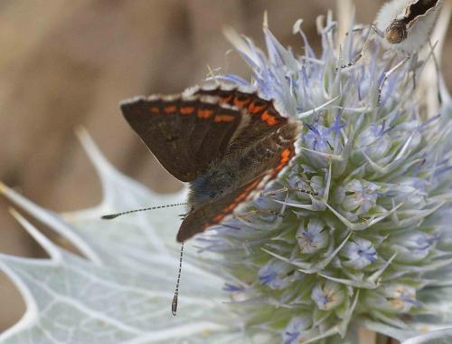 Aricia agestis