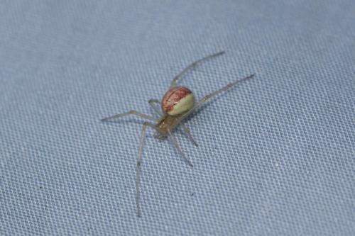 Enoplognatha sp.
