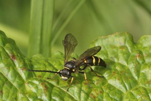 Réf. 115 060 : Argogorytes mystaceus