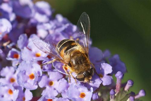 Eristalis nemorum