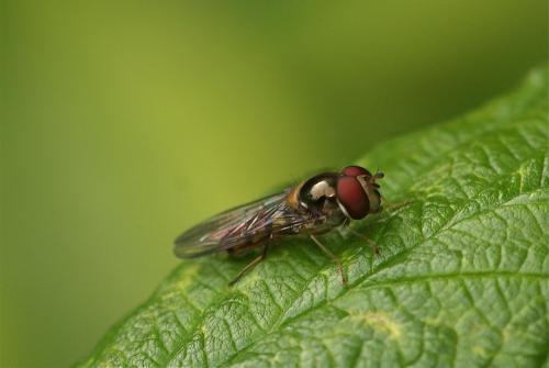Meliscaeva auricollis