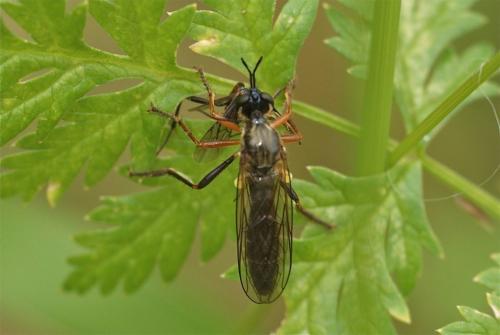 Dioctria rufipes