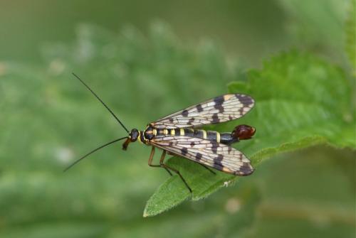 Panorpa vulgaris