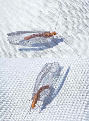 Réf. 115 266 : Nothochrysa capitata
