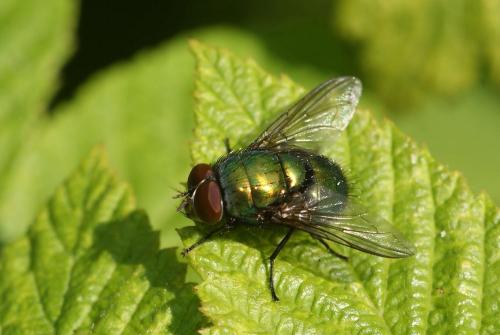 Lucilia sp.