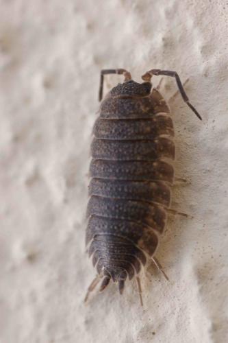 Porcellio scaber