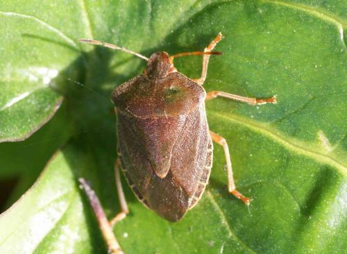 Palomena prasina