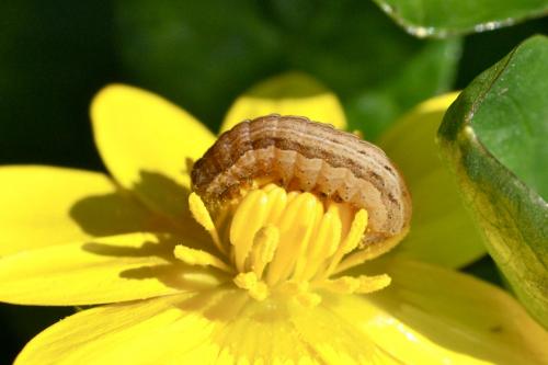 Xestia xanthographa