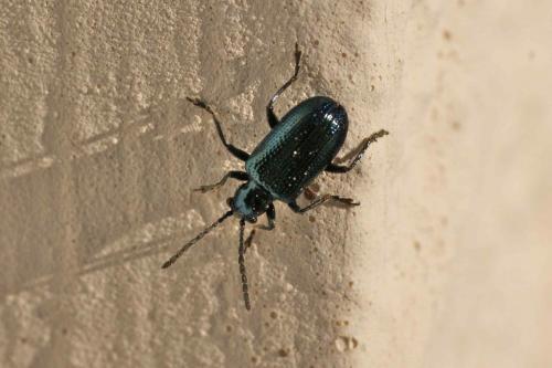 Oulema sp.