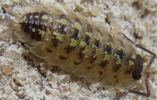 Réf. 115 488 : Porcellio spinicornis