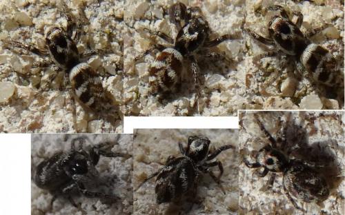 Salticus scenicus