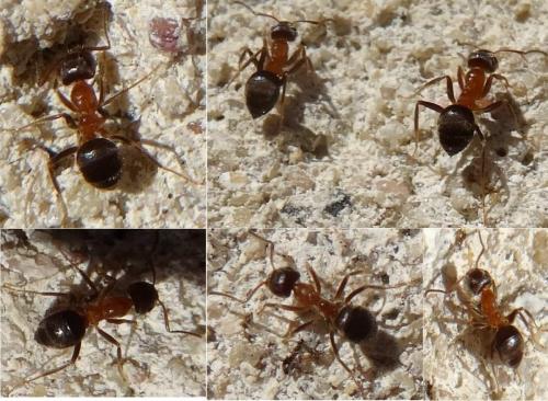Lasius emarginatus