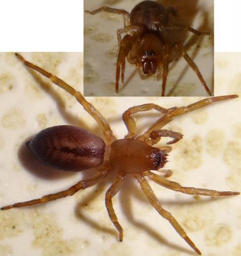 Clubiona corticalis