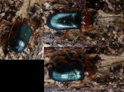 Oulema sp.