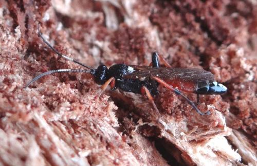 Ichneumoninae