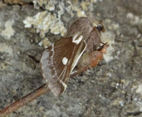 Réf. 115 392 : Eriogaster lanestris
