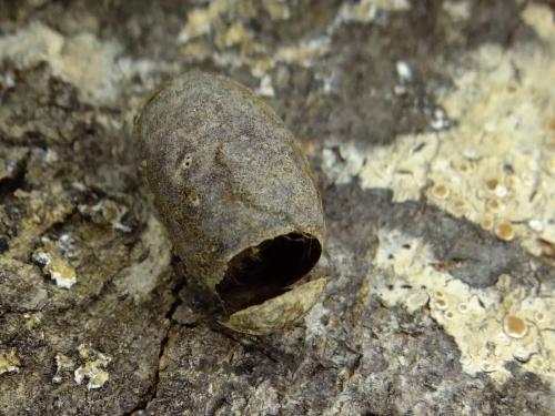 Eriogaster lanestris