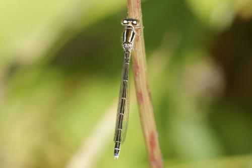 Coenagrion mercuriale
