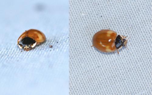 Adalia decempunctata