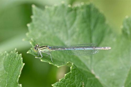 Erythromma lindenii