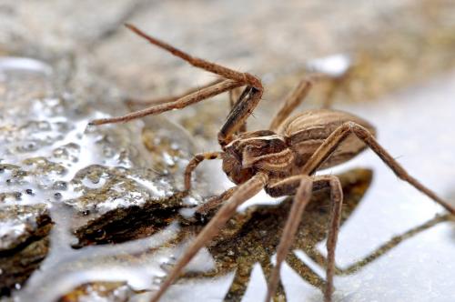 Pisaura mirabilis