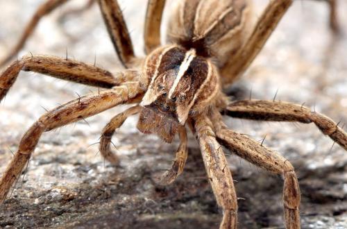 Pisaura mirabilis