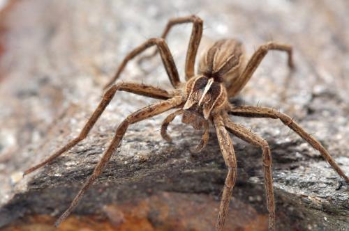 Pisaura mirabilis