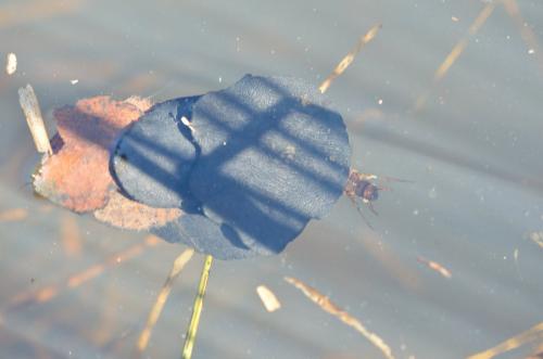 Glyphotaelius pellucidus