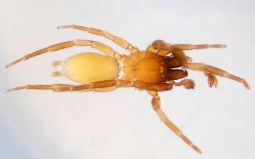 Haplodrassus minor